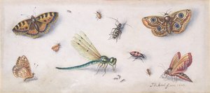 Insekter, fjärilar och en trollslända, 1600-talet.