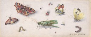 Insekter, fjärilar och en gräshoppa, 1600-talet.