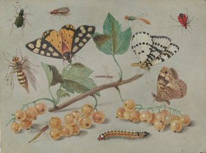 Studie av fjärilar och insekter, ca. 1655.