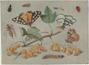Studie av fjäril och insekter av Jan van Kessel the Elder