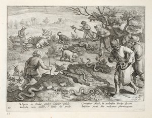 Italienska huggormar som äter paddor, tallrik 60, illustration från 