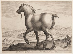 A Saxon Horse, från den första uppsättningen av "Equile Joannis Austriaci" av Jan van der Straet, called Stradanus