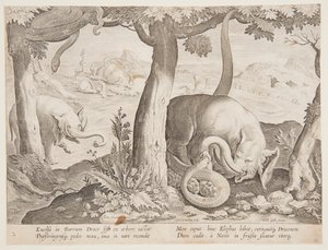 Fight between Elephants and Snakes, tallrik 2 från Hunting of Wild Animals, Birds and Fish-serien av Jan van der Straet, called Stradanus
