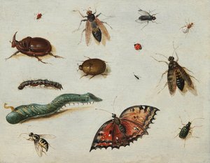 ""Insekter"" (Insekter) Målning av Jan Van Kessel den äldre (1626-1679) Olja på trä Dim 13x16,5 cm Fondation Custodia
