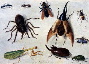 Insekter