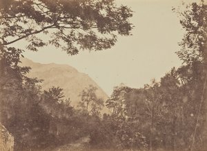 Akacia, Como