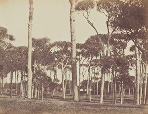 Talldunge av sten, Villa Pamfili Doria, Rom