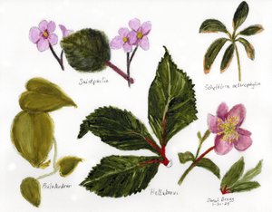 Botanisk illustration med gröna och rosa färger, ca 2025 (blandteknik) av Janel Bragg