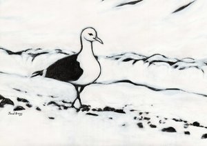 Seagull from Washington Park, ca 2017 (kol och gesso på papper) av Janel Bragg