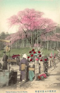 Cherry Blossoms, Gion, Kyoto, Japan av Japanese Photographer