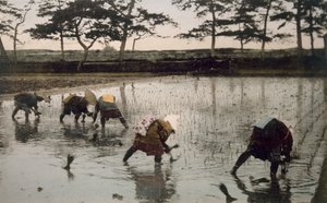 Fem bönder som planterar om ris i ett risfält, 1890-talet. av Japanese Photographer