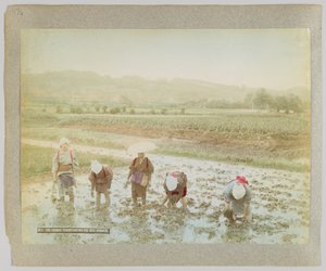 Transplantering av risgroddar, Japan (handfärgat svartvitt foto) av Japanese Photographer