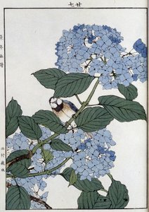 Fågel i hortensior - japanskt tryck av Japanese School