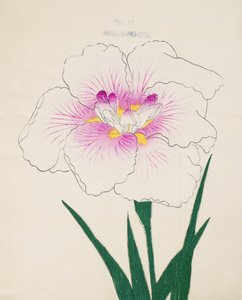 Fröken Gino. -Tråd, av. 17, 1898 av Japanese School