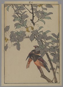Två fåglar med vita blommor, Meiji-perioden, 1892 (trätryck i färg) av Japanese School