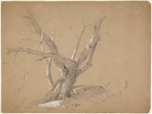 Studie av ett träd av Jasper Francis Cropsey