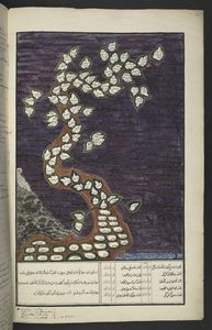 Eller. 15932, f. 72r, Släktdiagram i form av ett träd av härskarna på Java, från Adam till Pakuwana IV (av Surakarta) och Mataram IV (Hamengkubuwana IV av Yogykarta), i ett javanesiskt manuskript, Papakem Pawukon