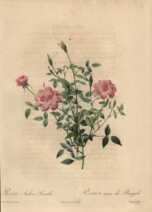 Rosa miniatyr Kinaros, Rosa chinensis.