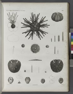Urchins av Jean Cesar Macret