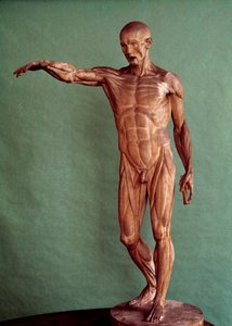 Mänsklig anatomi. Ecorche av Jean Antoine Houdon (1741-1828)