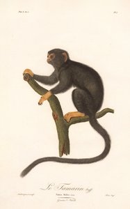 Tamarin med gyllene hand (Simia Midas) av Jean Baptiste Audebert