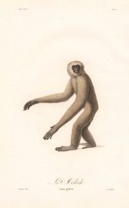 Grå langur (Simia moloch) av Jean Baptiste Audebert