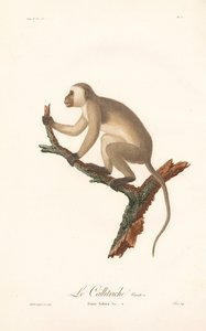 Green Monkey (Simia Sabaea, Variant A)