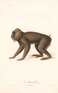 Mandrill (Simia Maimon) av Jean Baptiste Audebert