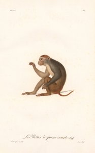 Patas-apan (Simia Patas) av Jean Baptiste Audebert