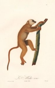 Röd lemur (Lemur rufus) av Jean Baptiste Audebert