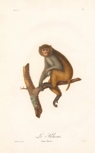 Rhesusmakak (Simia Rhesus) av Jean Baptiste Audebert