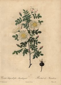 Marienbourgs brunros, Rosa pimpinellifolia Mariaeburgensi