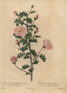 Rosa Burnetrosa, Rosa pimpinellifolia.