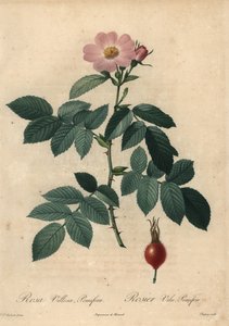 Rosa äppelros, Rosa villosa.