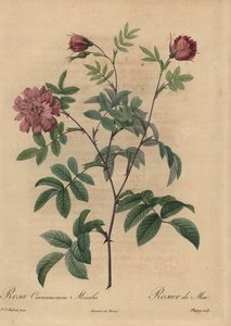 Rosa kanelros, Rosa majalis.