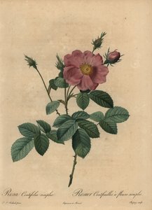 Rosa ros, Rosa centifolia simplex.