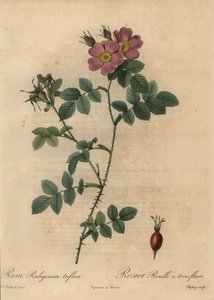 Rosa sweetbriarros, Rosa rustinosa. av Jean Baptiste Chapuy