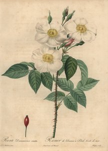 Vit damastros, Rosa x damascena.