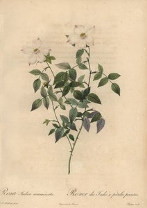 Vit och rosa Kinaros, Rosa chinensis.