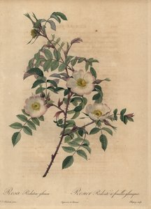 Vit och rosa ros, Rosa redutea glauca. av Jean Baptiste Chapuy