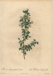 Vit brunros, Rosa pimpinellifolia Pumila.