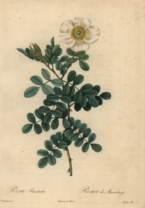 Vit kycklingsros, Rosa bracteata,