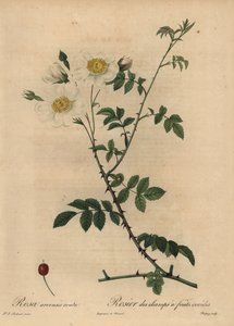 Vit åkerros, Rosa arvensis.