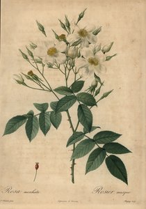 Vit myskros, Rosa moschata.