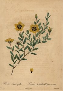 Gul ros, Rosa berberifolia. av Jean Baptiste Chapuy