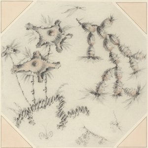 Bambublommor och kaktusar (svart och röd krita på liggande papper) av Jean Baptiste Pillement