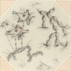 Bambublommor och kaktus av Jean Baptiste Pillement