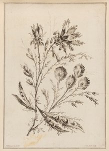 Blomgren av Jean Baptiste Pillement
