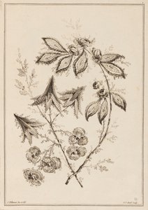 Blomgren av Jean Baptiste Pillement
