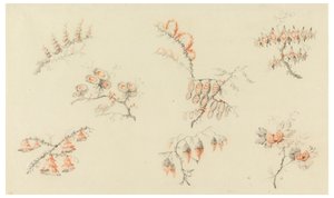 Sprayer av sju idealiska blommor och av en nästan naturalistisk blomma av Jean Baptiste Pillement